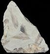 Fossil Fish (Gosiutichthys) Mortality Plate - Lake Gosiute #68420-1